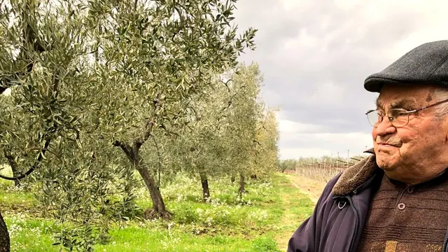 Giacomo Lombardi in the family olive grove