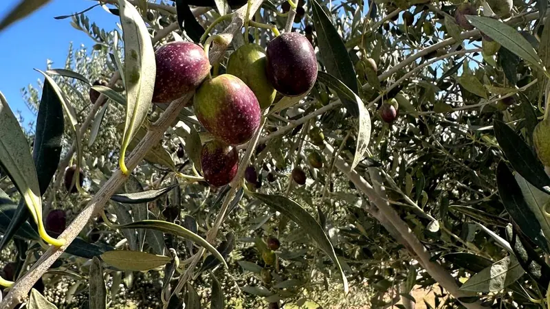 Olives at véraison, turning from green to violet