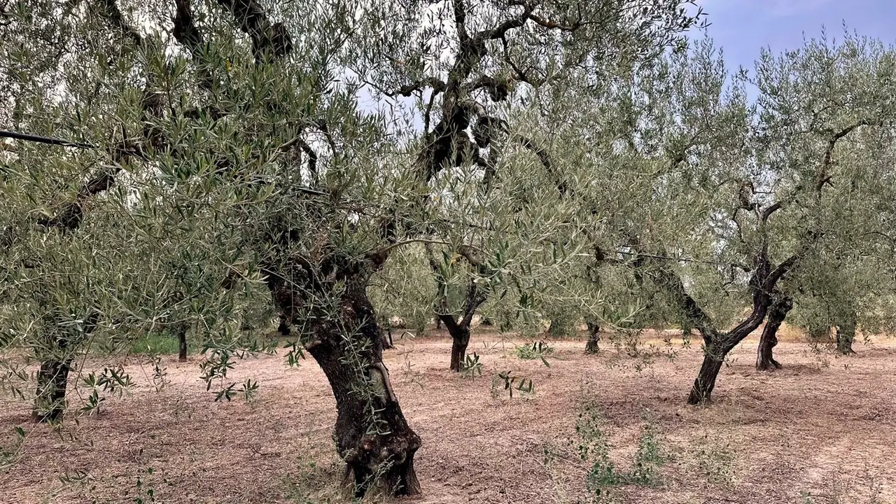 Century-old olive trees in the Lombardi grove, Cerignola