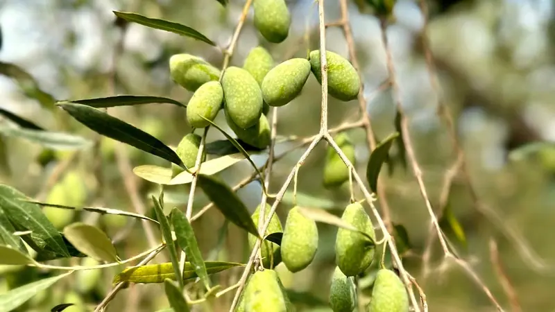 Coratina olives hanging in the Lombardi grove